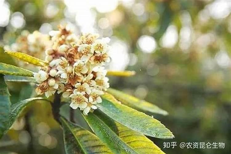 怎样能让枇杷的果又大又甜？枇杷增甜施肥哪种叶面肥效果好