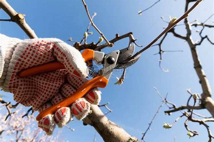 果树促花使用什么叶面肥？果树叶面肥喷施需要注意事项？