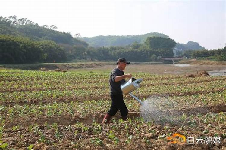 氮磷钾和氯化钾哪个肥料最好
