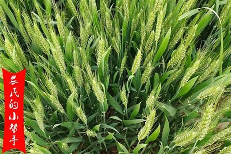 求教,自制肥料如何除臭。