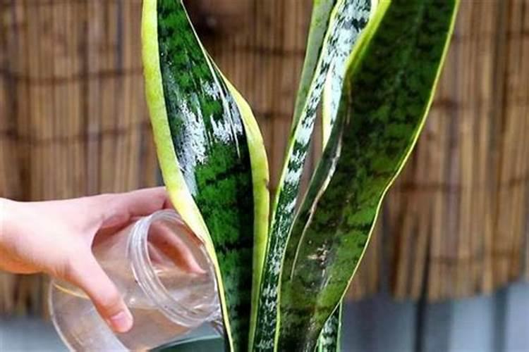 夏季虎皮兰如何施肥芽儿长得粗又壮