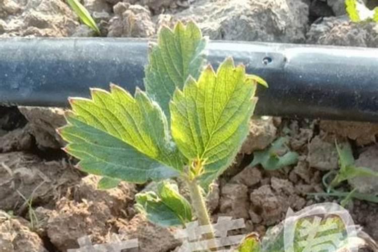 黄瓜生根养根肥料,生根剂用什么好,黄瓜生根剂那种牌的好