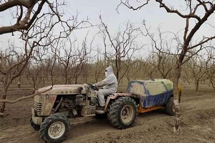 枣瘿蚊(枣蛆)如何防治