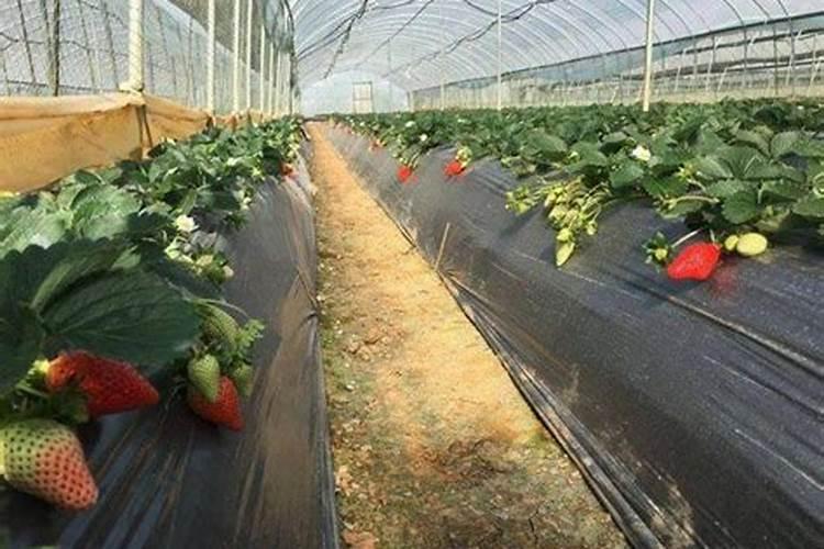 草莓膨果期怎样追施肥料？