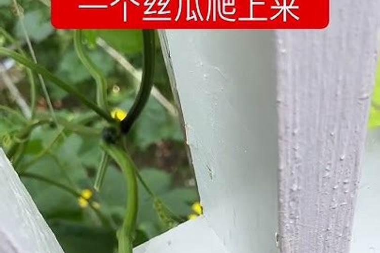 丝瓜放什么肥料才能开花结果