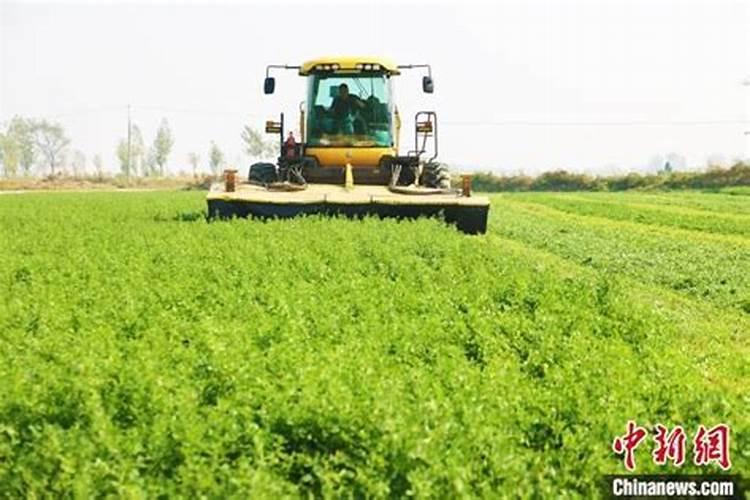 苜蓿草的种植方法