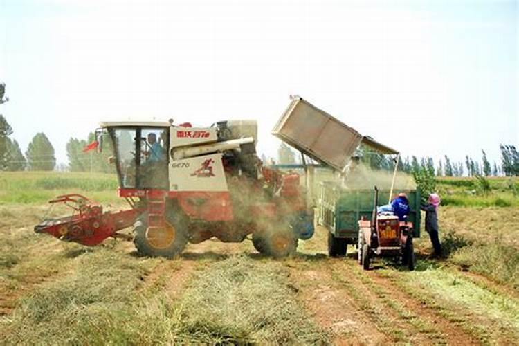苜蓿草的种植方法