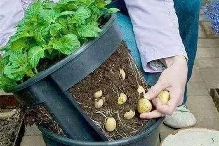 土豆开花结果的时候如何施肥？要注意哪些问题？