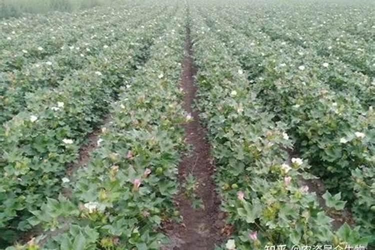 大棚辣椒需要授粉吗