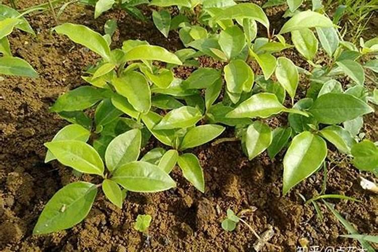 香樟树栽植养护方案