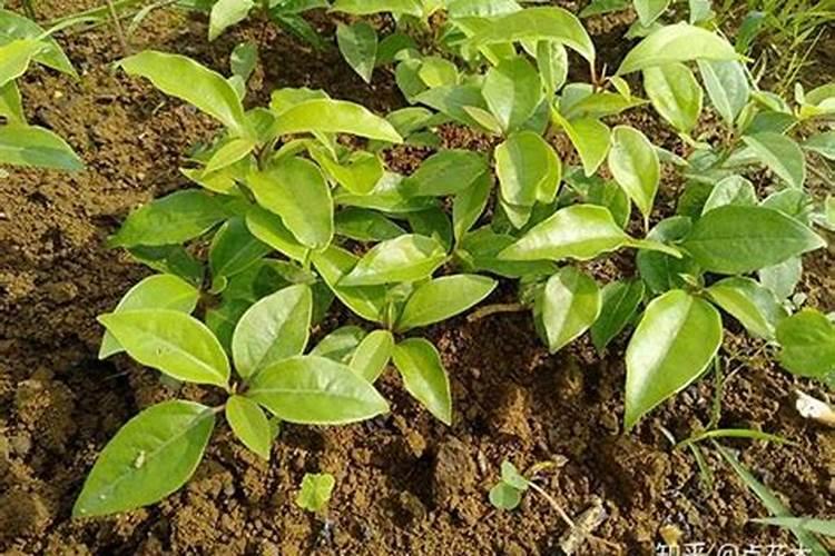 香樟树苗几月份移植