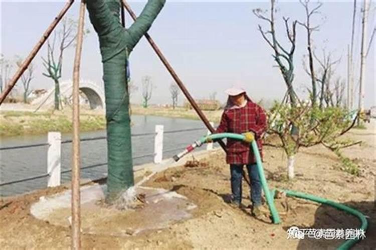 香樟树的种植栽培技术