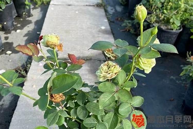 绿豆打什么药能高产和上什么肥料？