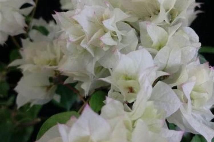 三角梅怎么养开花爆盆