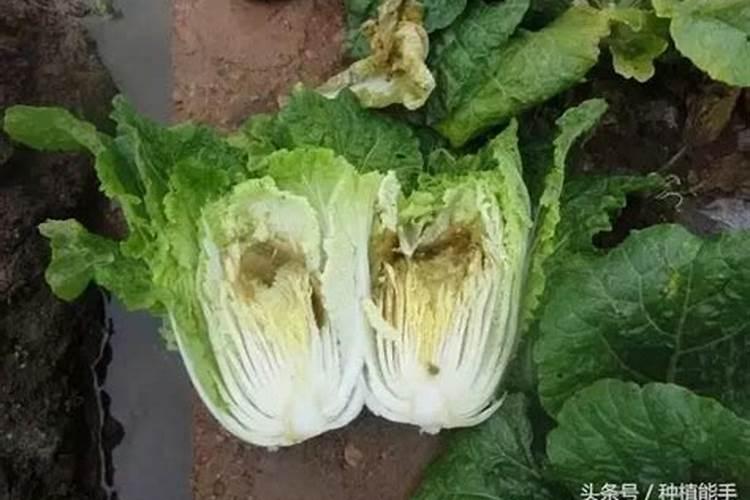 菜苗发芽三四天了可以浇肥料水吗