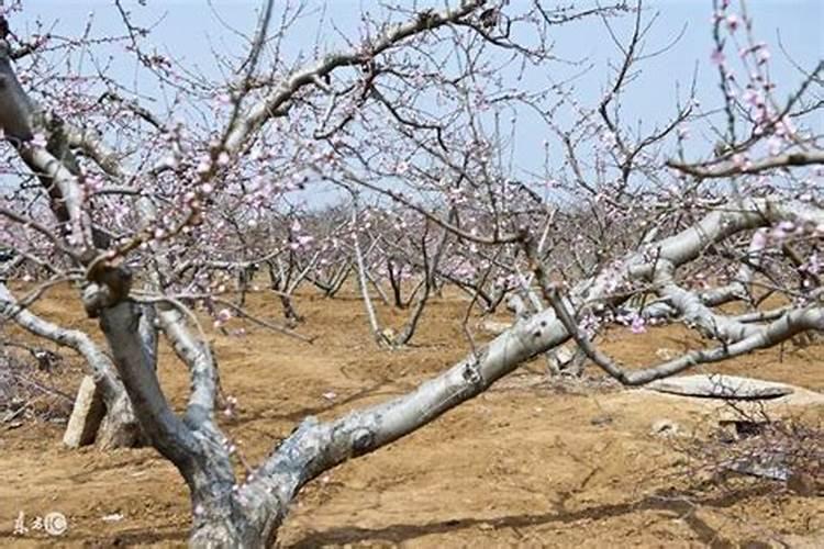 桃树每年施多少肥