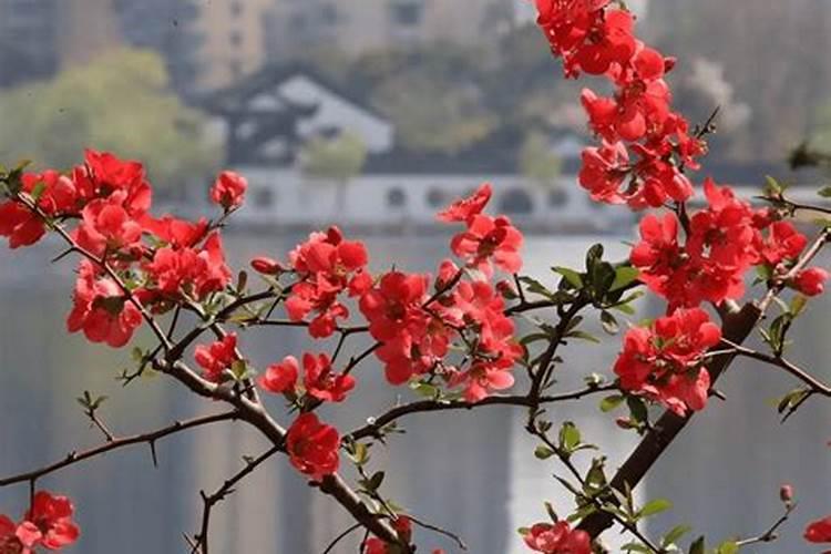 怎样给海棠施氮肥