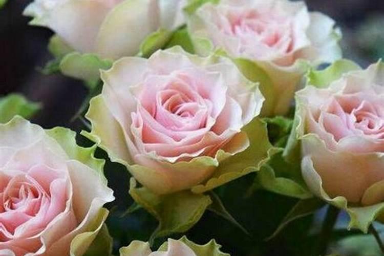 草莓专用叶面肥效果怎么样