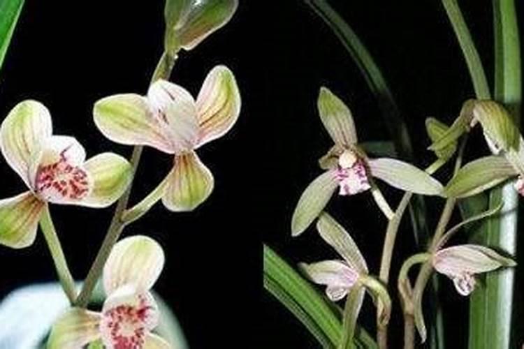 碳酸钾能做肥料吗？在其中有什么作用的？