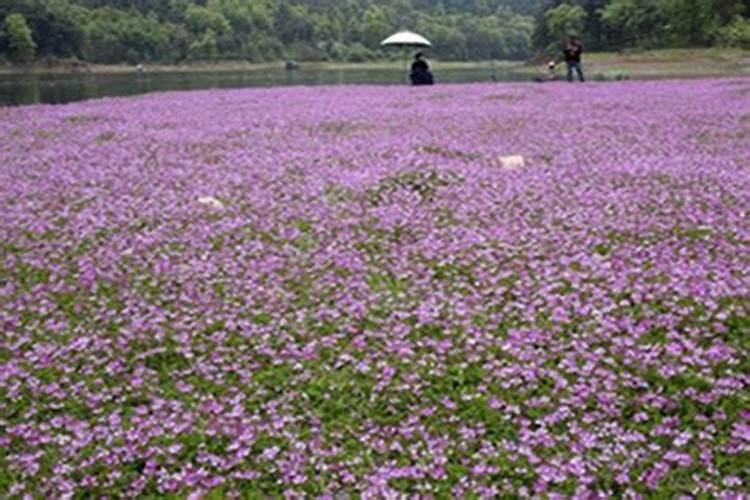 紫云英能做饲料吗