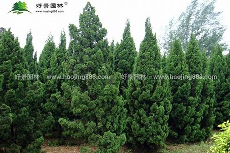 塔松应该上什么肥料？什么季节？