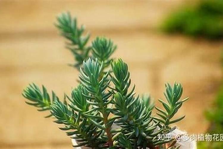 多肉塔松栽种注意事项