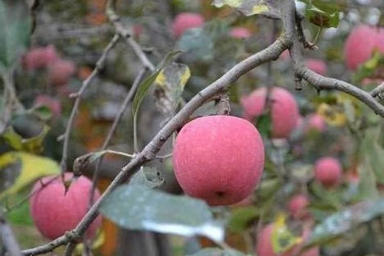 果树促花使用什么叶面肥？果树叶面肥喷施需要注意事项？