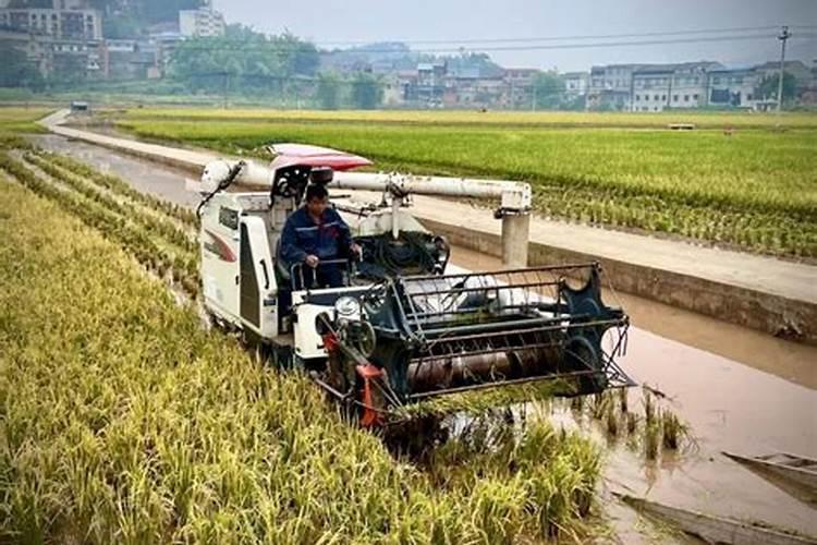 财晶稻可以做再生稻种植吗？