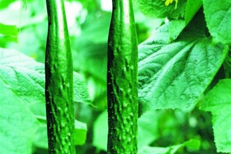 黄瓜喷什么叶面肥茎杆粗壮