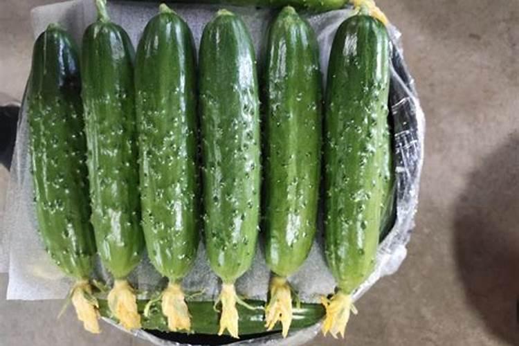 黄瓜喷什么叶面肥茎杆粗壮