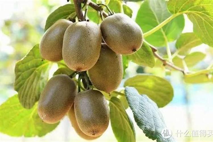 氮肥磷肥钾肥区别和作用