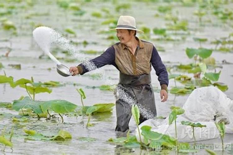 抗倒伏的是什么肥