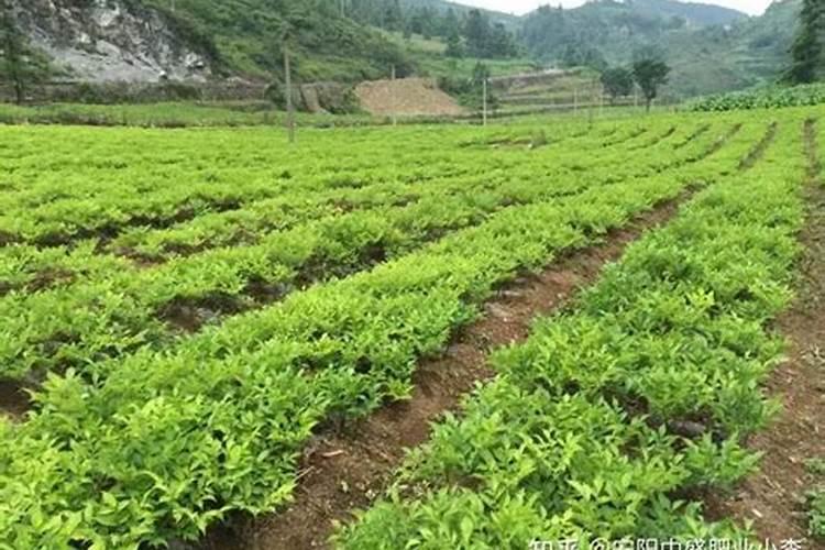 兰花喷什么叶面肥最好(兰花叶面肥喷施注意事项)