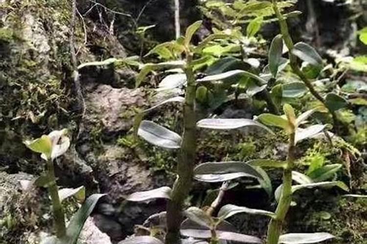 竹叶石斛种植方法