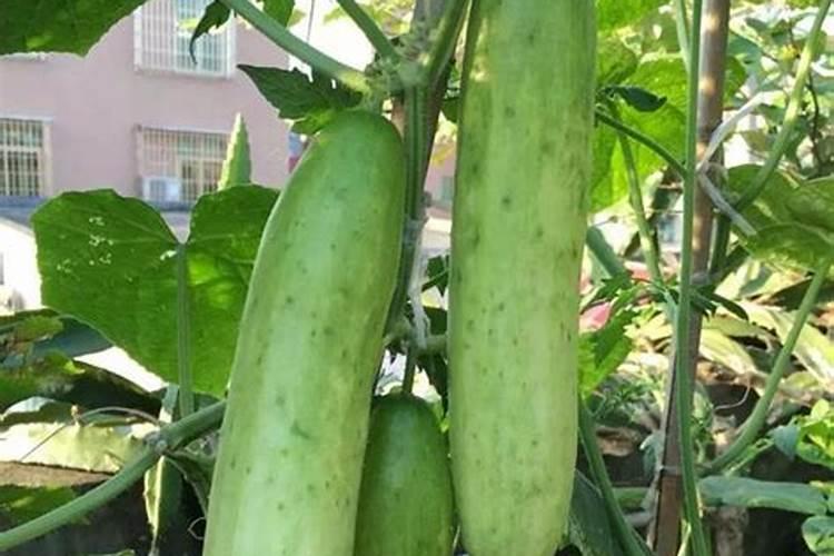 新疆盐湖主要矿产