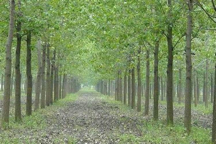 杨树用什么肥料长得快