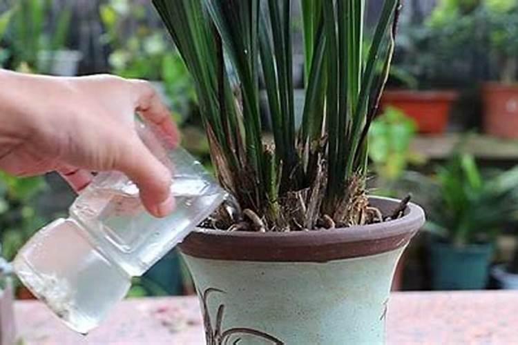 刚上盆的兰花多久施肥