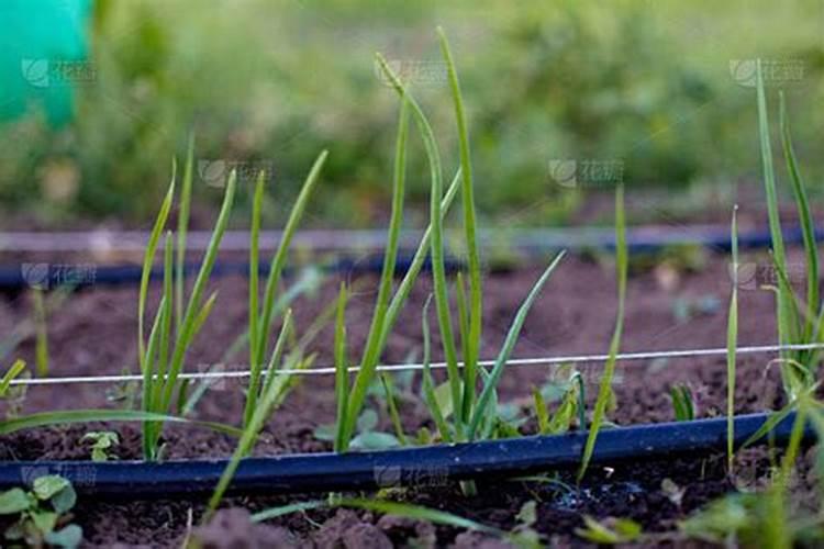 种植洋葱需要施钙肥吗？