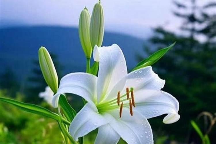 百合花叶子从下面开始发黄枯萎是什么原因