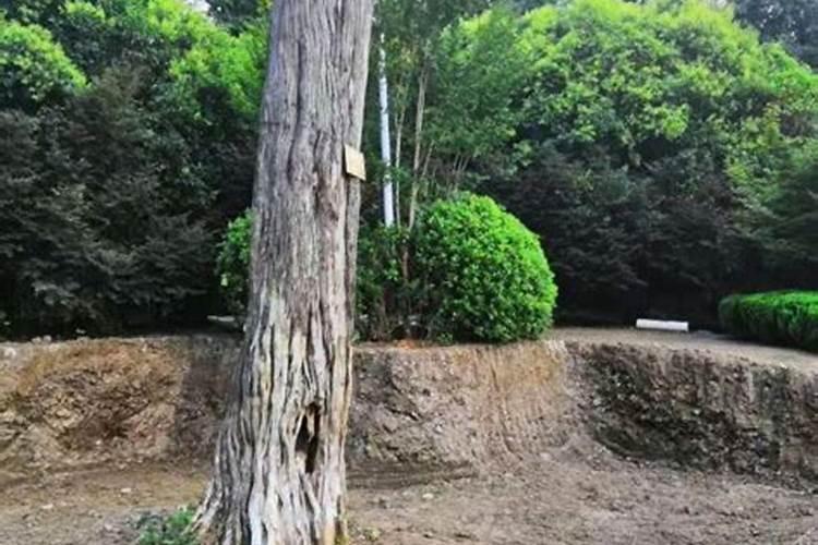 生根粉的成分和使用方法？