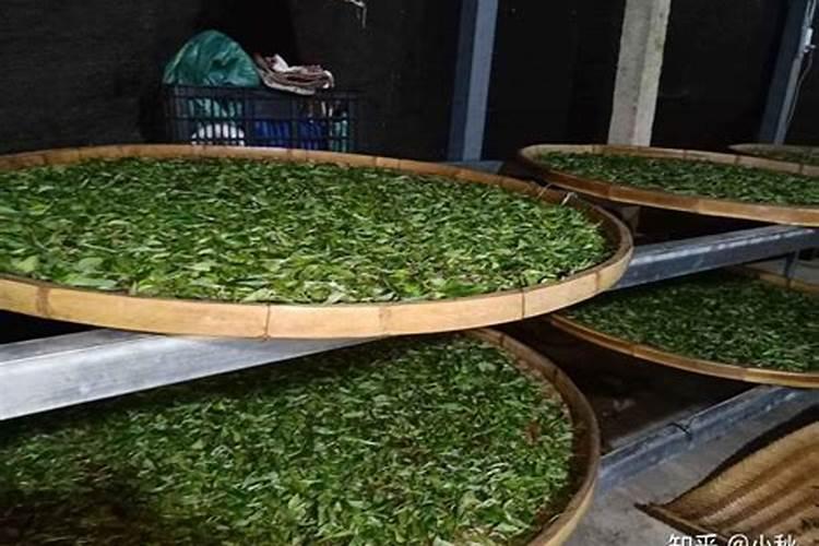 茶花树施什么肥料最好