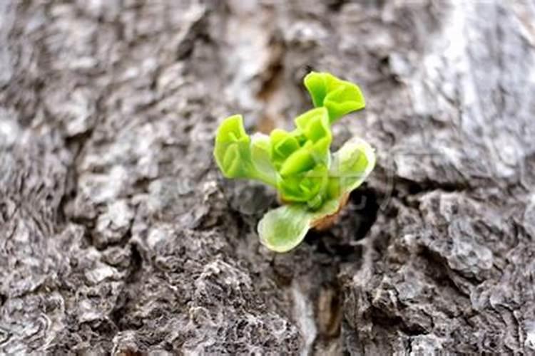 千年木多久施肥 如何为千年木施肥？