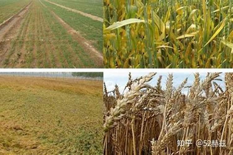 磷酸二氢钾拌种,小麦一亩地用多少最好