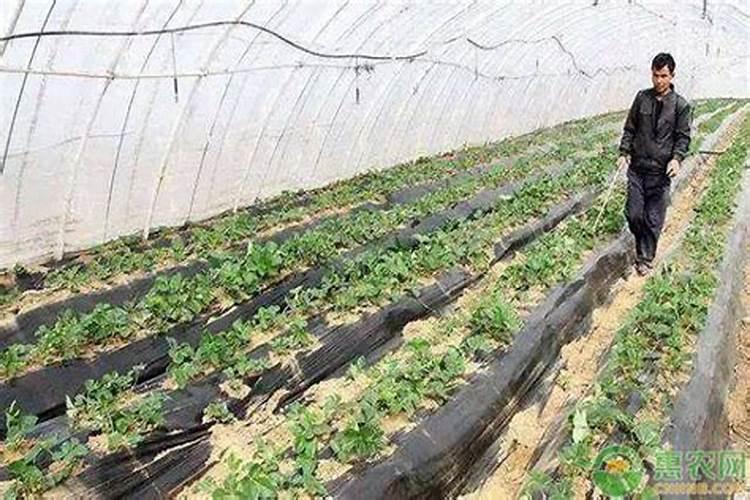 葡萄成熟期追多少肥