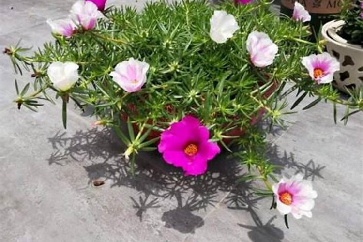 太阳花夏季如何施肥花开满枝头