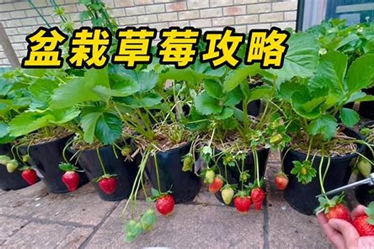 葡萄叶片缺铁和缺镁有什么区别