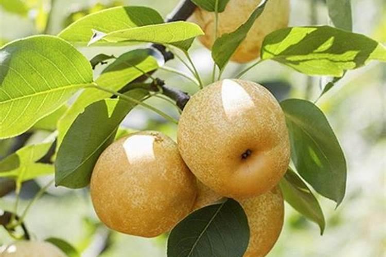 苹果梨价格是多少钱一斤？是怎么种出来的？