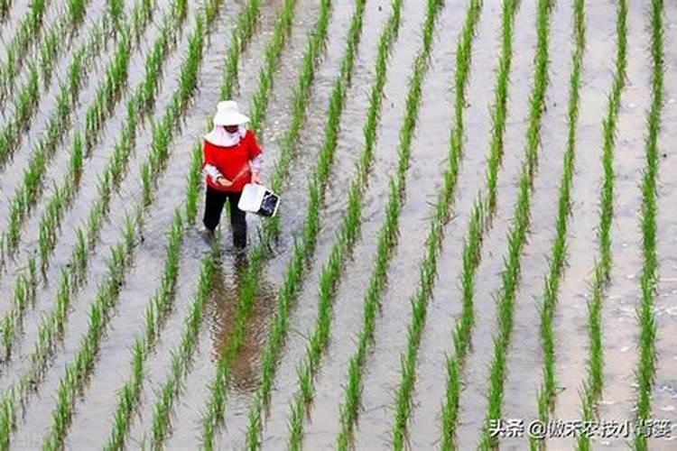 果树尿素使用方法