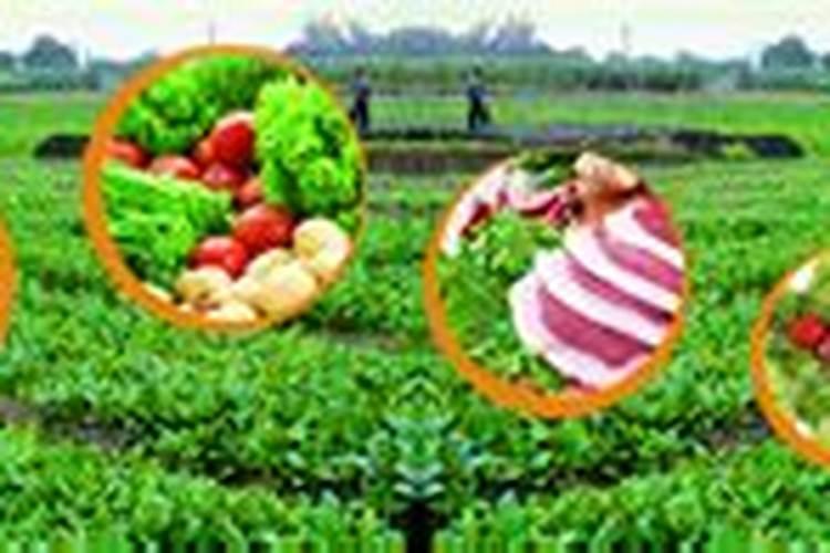 一般的大棚蔬菜用什么叶面肥、冲施肥好？!!