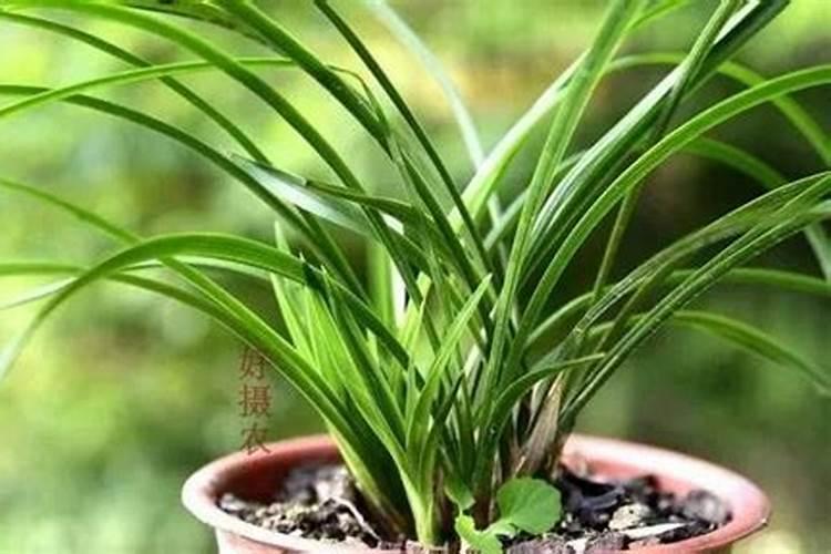 兰花浇什么肥料合适